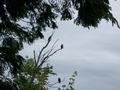 Three Eagles