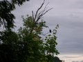 The Adult Eagle