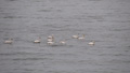 Many a Swan
