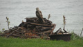 An Injured Osprey