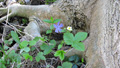 Wild flowers