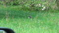 Wild Turkey