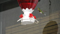 Hummingbird
