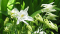 Beautiful White flower