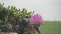 Rhododendrons in the Rain