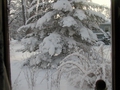 Fantastic Snow Tree
