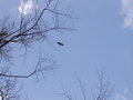 Eagles Return