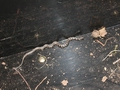 The Snake Surprise