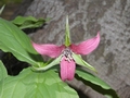 Beautiful Trillium