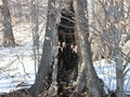 Great Looking Tree