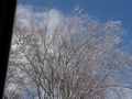 A Frosty Tree
