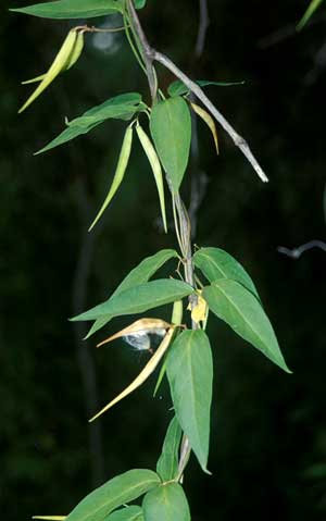 Swallow wort