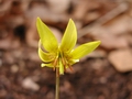 A Dogtooth Lily